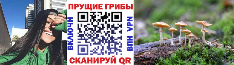 Псилоцибиновые грибы Cubensis Трубчевск